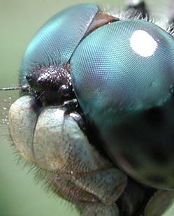 Bild:Dragonfly eye 3811.jpg