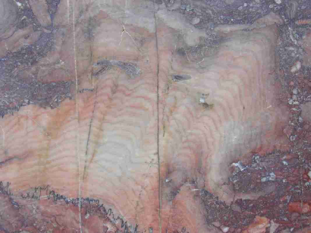 Stromatopore (riffbildender Schwamm mit Klakgerüst)