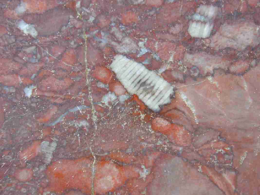 versteinertes Blatt einer Seelilie